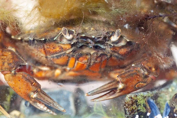 Portrait Green Shore Crab Carcinus Maenas — ストック写真