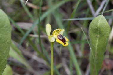 Flower of a yellow bee orchid, Ophrys lutea, a wild orchid from the Mediterranean region. 