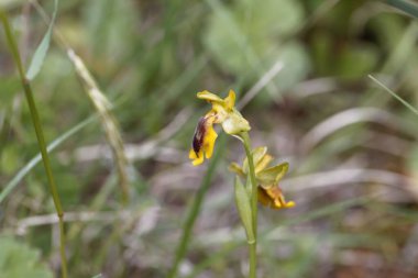 Flower of a yellow bee orchid, Ophrys lutea, a wild orchid from the Mediterranean region. 