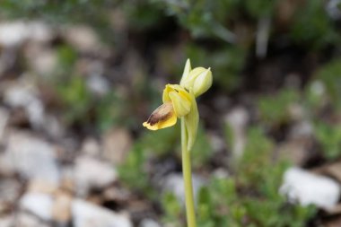 Flower of a yellow bee orchid, Ophrys lutea, a wild orchid from the Mediterranean region. 
