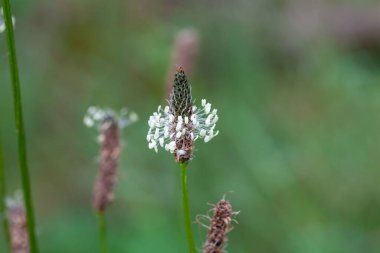 Flower of a buckhorn plant, Plantago lanceolata