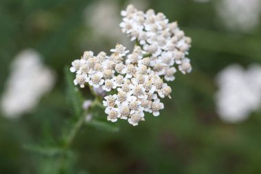 Flower of the yarrow species, Achillea collina