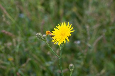 Flower of a field milk thistle, Sonchus arvensis