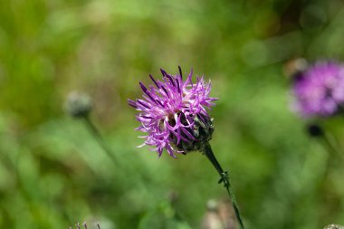 Flower of a greater knapweed, Centaurea scabiosa
