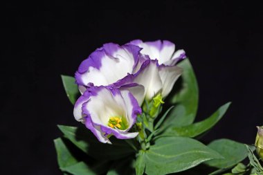 Flower of a prairie gentian, Eustoma grandiflorum, with a dark background.