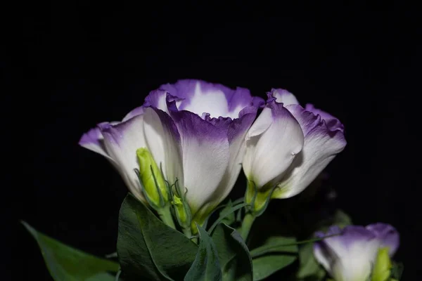 Flower Prairie Gentian Eustoma Grandiflorum Dark Background — стоковое фото