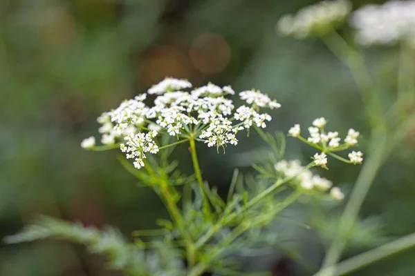 Flower Bulbous Chervil Chaerophyllum Bulbosum — Zdjęcie stockowe