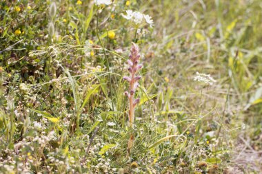 Flower of the parasitic plant Orobanche pubescens, a broomrape. 