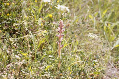 Flower of the parasitic plant Orobanche pubescens, a broomrape.  clipart