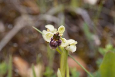 Flower of a bumblebee orchid, Ophrys bombyliflora 