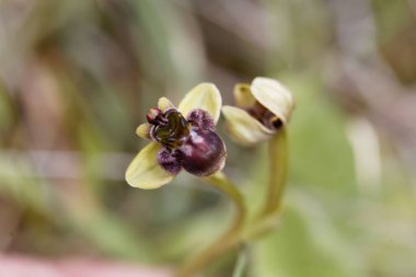 Flower of a bumblebee orchid, Ophrys bombyliflora 