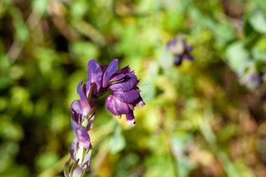A honeywort plant, Cerinthe major var purpurascens, with blue colored flowers. 