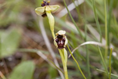 Flower of a bumblebee orchid, Ophrys bombyliflora 
