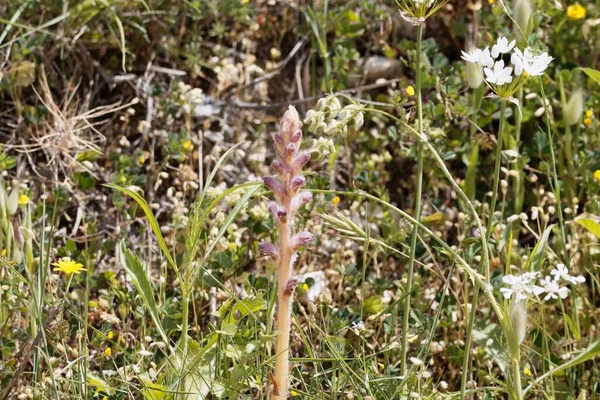 Flower Parasitic Plant Orobanche Pubescens Broomrape — Stock fotografie