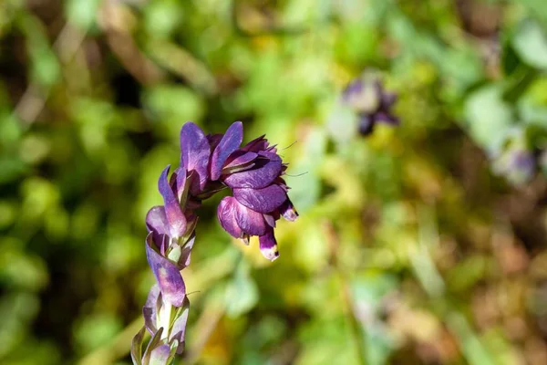 Honeywort Plant Cerinthe Major Var Purpurascens Blue Colored Flowers — Stockfoto
