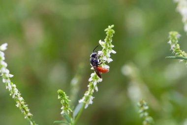 Yalnız parazit arı Sphecodes albilabris bir çiçek üzerinde.