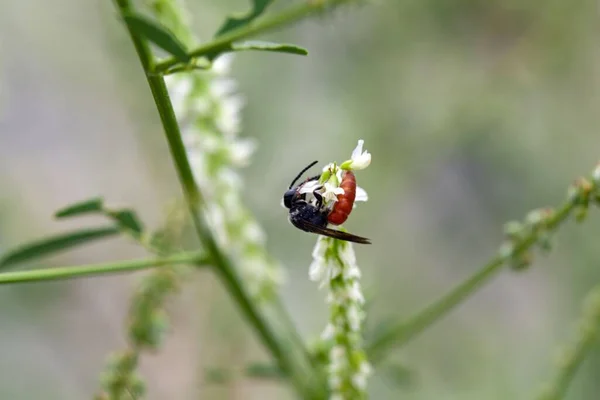 Die Einsame Parasitäre Biene Sphecodes Albilabris Auf Einer Blume — Stockfoto