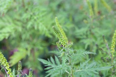 Yaygın bir yosun çiçeği, Ambrosia artemisiifolia