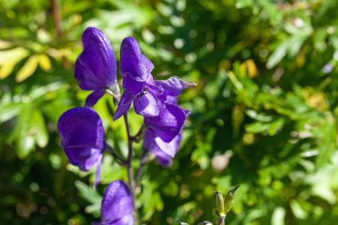 Mavi bir boğanotu çiçeği, Aconitum napellus.