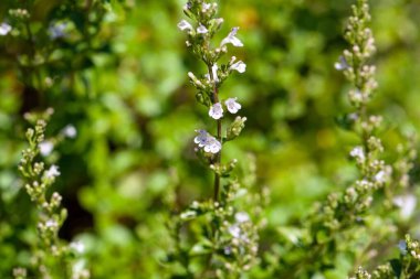 Nane türünün çiçekleri Clinopodium timifolium