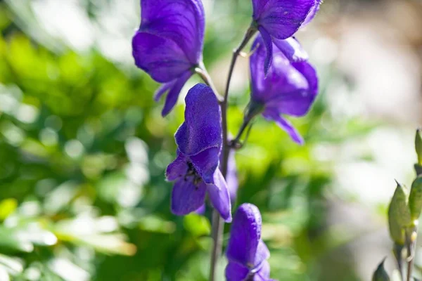 Flower Blue Monkshood Aconitum Napellus — Stock Photo, Image