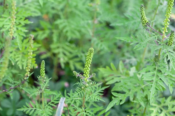 Yaygın bir yosun çiçeği, Ambrosia artemisiifolia