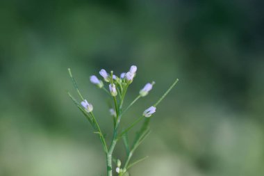 Ağaç acı teresi çiçekleri, Cardamine flexuosa