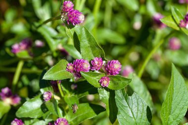 Dünya çiçekleri. Kehribar türleri. Gomphrena serrata.
