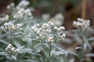 Üçlü damarlı inci çiçeği. Ebedi, Anafalis triplinervis.