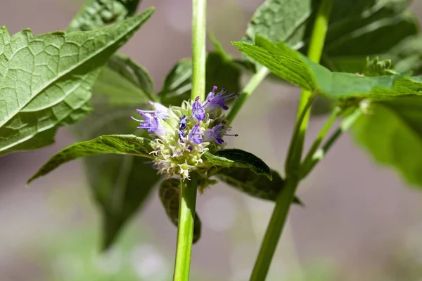 Цветы Синего Гигантского Иссопского Растения Agastache Foeniculum — стоковое фото