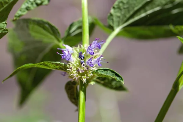 Цветы Синего Гигантского Иссопского Растения Agastache Foeniculum — стоковое фото