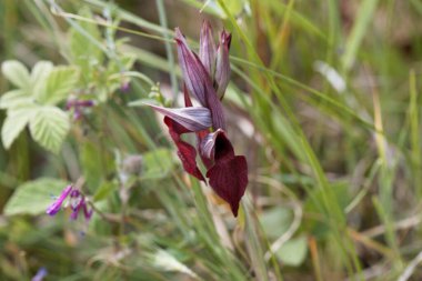 Akdeniz bölgesinden bir tür olan Serapias cordigera orkidesinin çiçeği