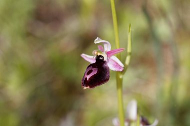 At nalı orkidesi çiçeği, Ophrys ferrum-equinum, Akdeniz bölgesinden bir tür.