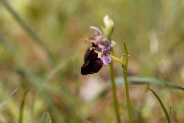 At nalı orkidesi çiçeği, Ophrys ferrum-equinum, Akdeniz bölgesinden bir tür.