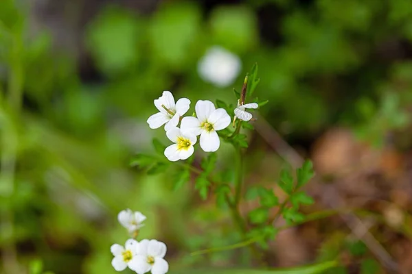 Flor Especie Bittercress Cardamine Graeca Una Especie Región Mediterránea —  Fotos de Stock