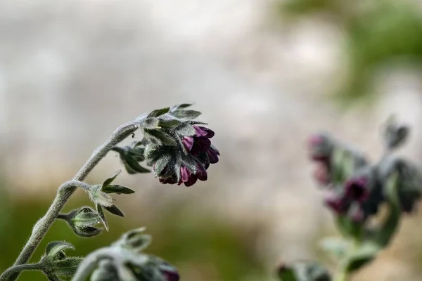 Цветы Хаундстоунга Cynoglossum Officinale — стоковое фото