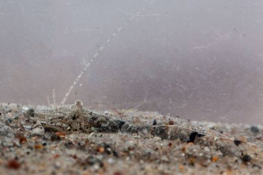Yaygın bir karidesin makro fotoğrafı, Crangon kızılgonu.