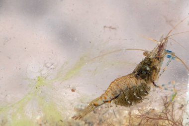 Sıradan bir karidesin Macro fotoğrafı, Palaemon tırmık.