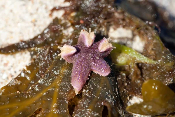 Una Estrella Mar Común Asterias Rubens Sobre Una Hoja Algas —  Fotos de Stock