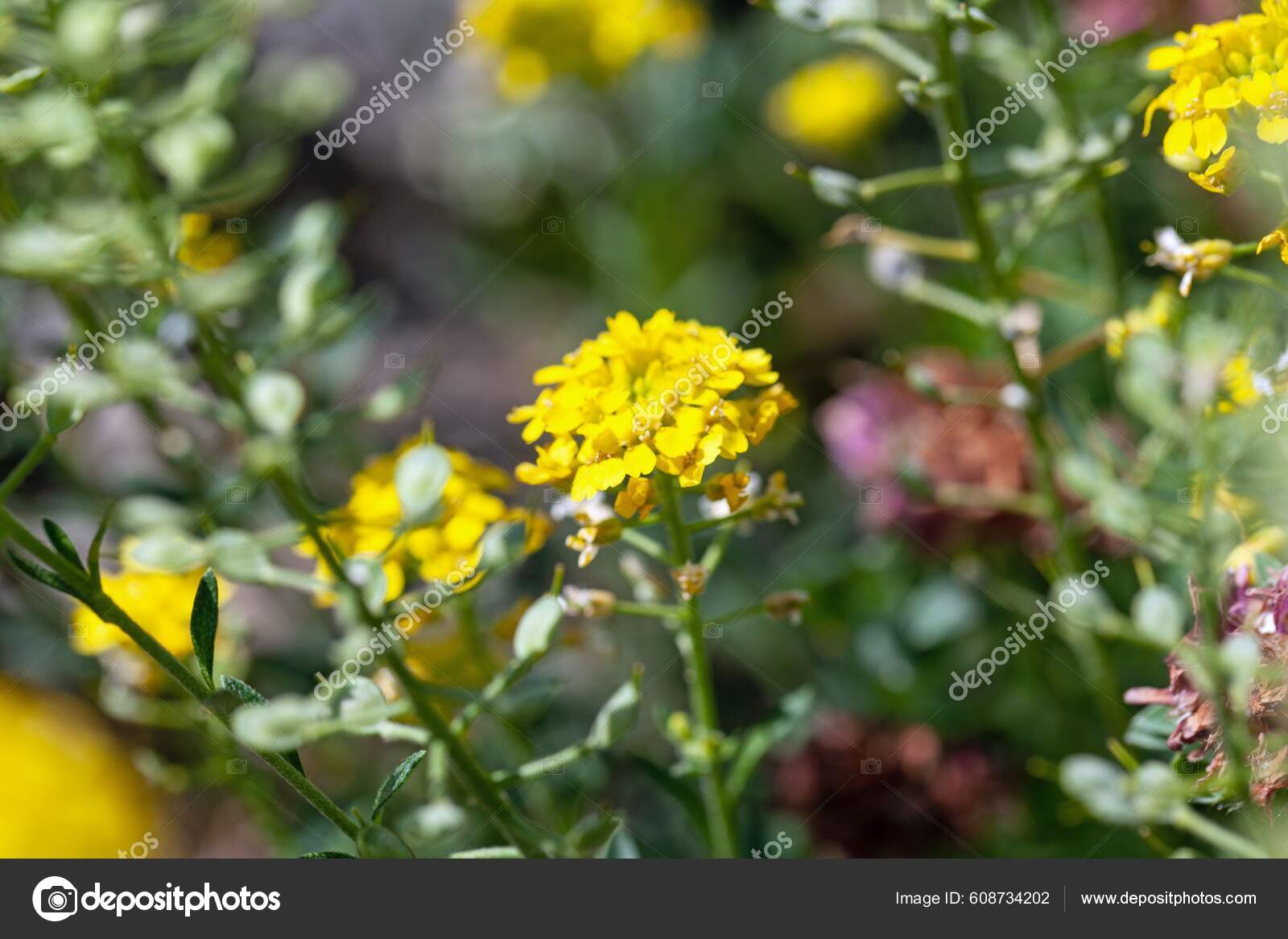 Flor Una Planta Hierba Loca Alyssum Wulfenianum fotografía de stock © ChWeiss 608734202