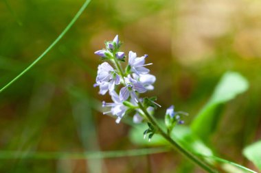 Heath Speedwell çiçeği, Veronica officinalis