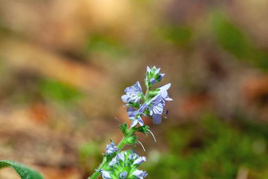 Heath Speedwell çiçeği, Veronica officinalis