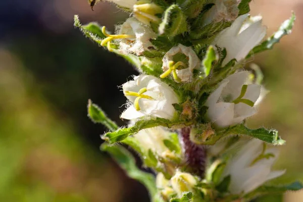 Květ Tyrsoidů Campanula Alpský Zvonek — Stock fotografie