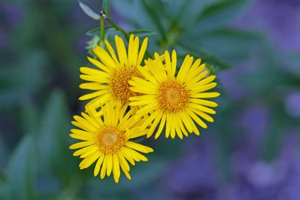 Flower Plant Species Pentanema Ensifolium — Stock Photo, Image