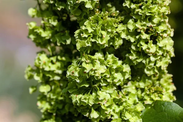 Květiny Plody Alpského Doku Rumex Alpinus — Stock fotografie