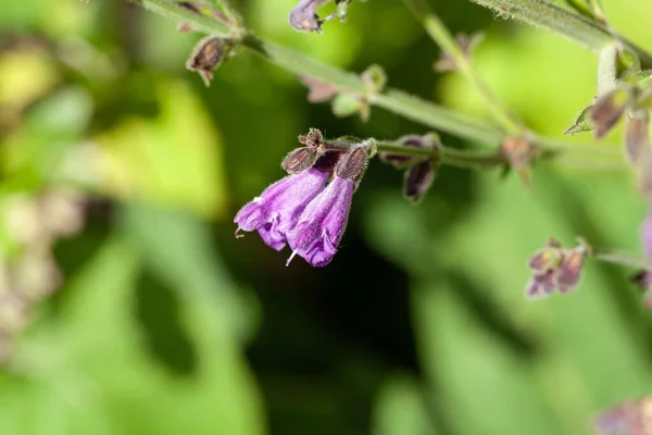 Цветок Мудрых Видов Salvia Hians Гималаев — стоковое фото