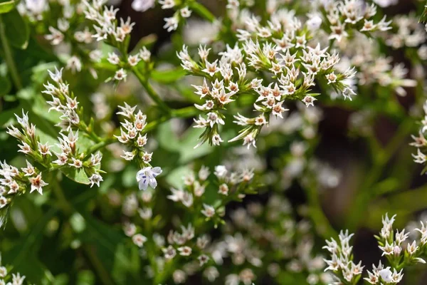 Flor Especie Statice Goniolimon Incanum —  Fotos de Stock