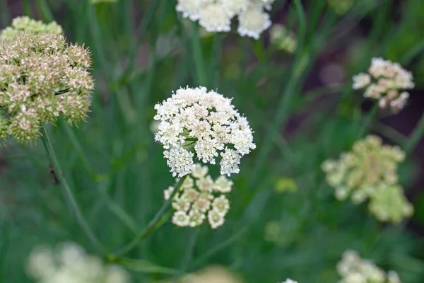 Dar Yapraklı Damlacığının Çiçekleri Oenanthe Silaifolia — Stok fotoğraf