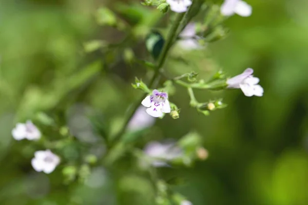 Flower Calamint Species Calamintha Cretica Mediterranean Region — Stock Photo, Image
