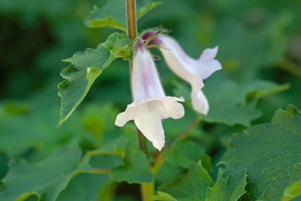 Kwiat Południowoafrykańskiej Foxglove Ceratotheca Triloba — Zdjęcie stockowe